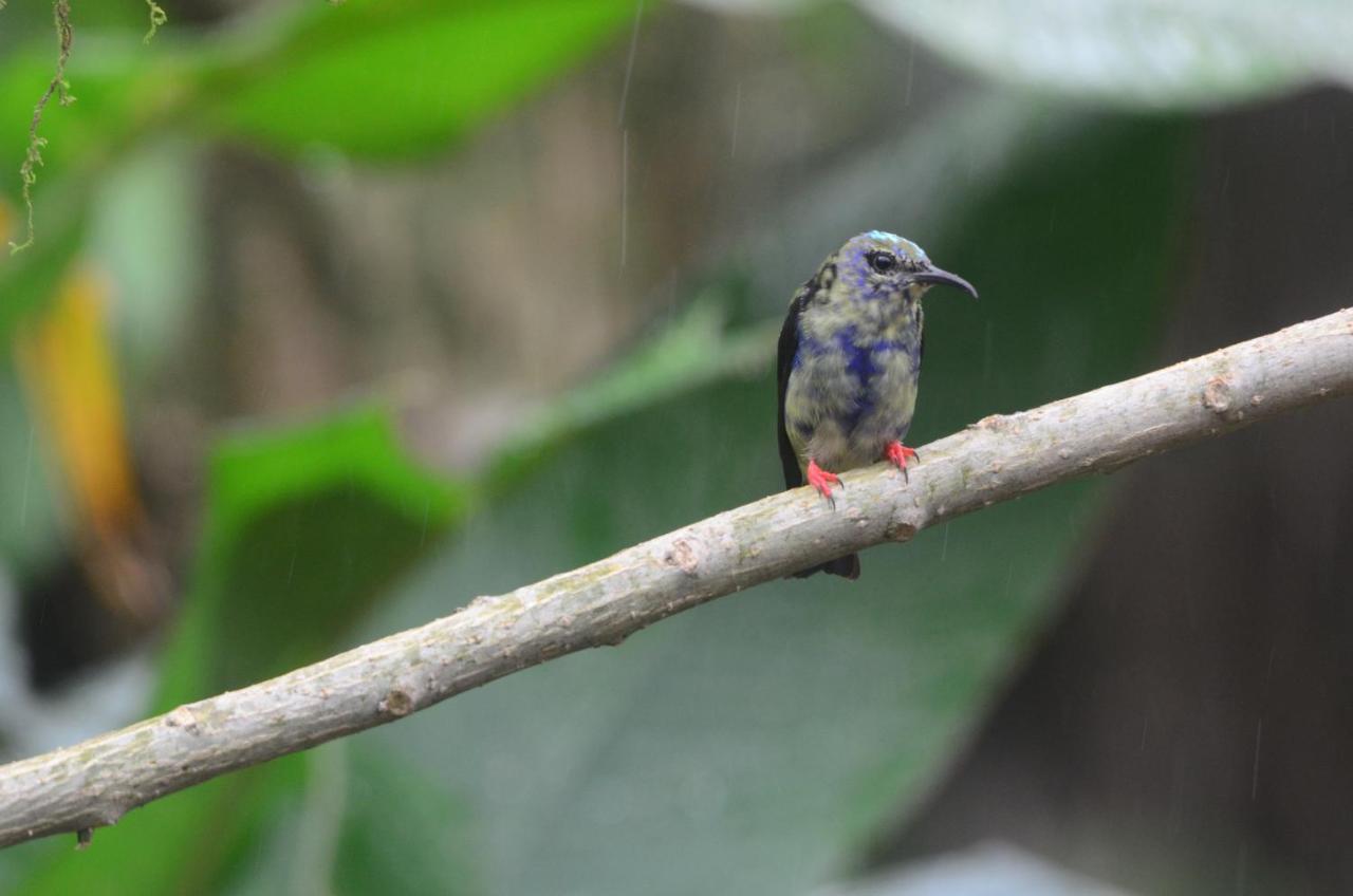 Birds & Breakfast Costa Rica Bed and Breakfast La Tigra  Εξωτερικό φωτογραφία
