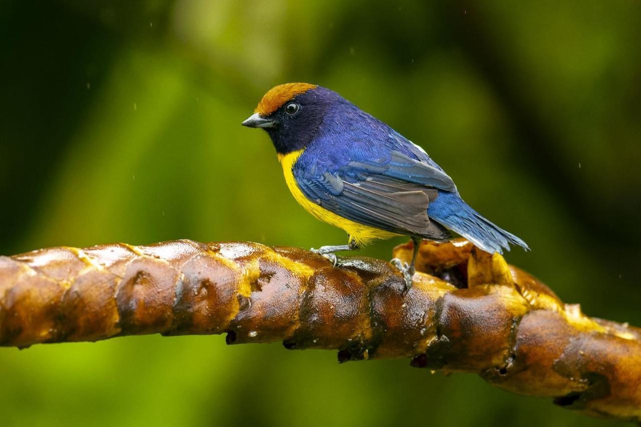Birds & Breakfast Costa Rica Bed and Breakfast La Tigra  Εξωτερικό φωτογραφία