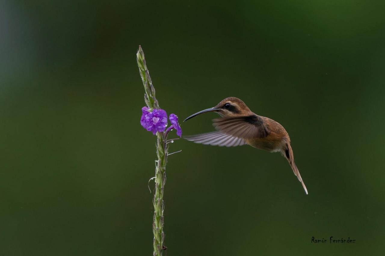 Birds & Breakfast Costa Rica Bed and Breakfast La Tigra  Εξωτερικό φωτογραφία