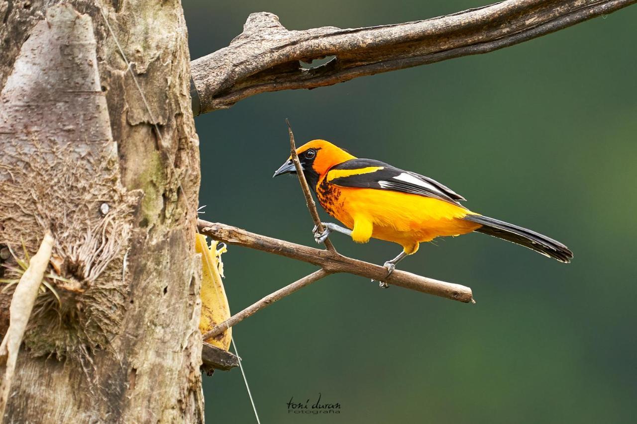 Birds & Breakfast Costa Rica Bed and Breakfast La Tigra  Εξωτερικό φωτογραφία