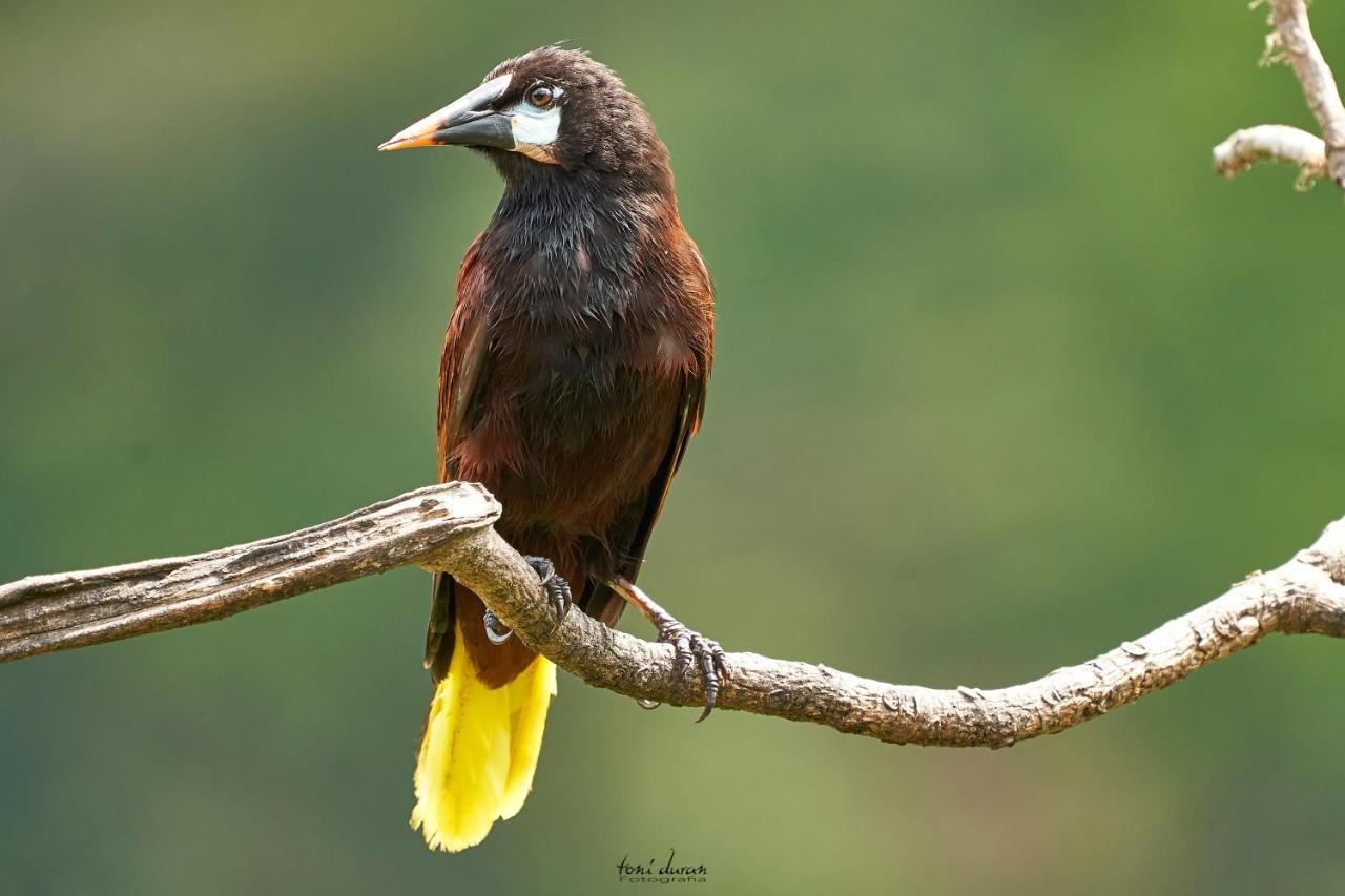 Birds & Breakfast Costa Rica Bed and Breakfast La Tigra  Εξωτερικό φωτογραφία