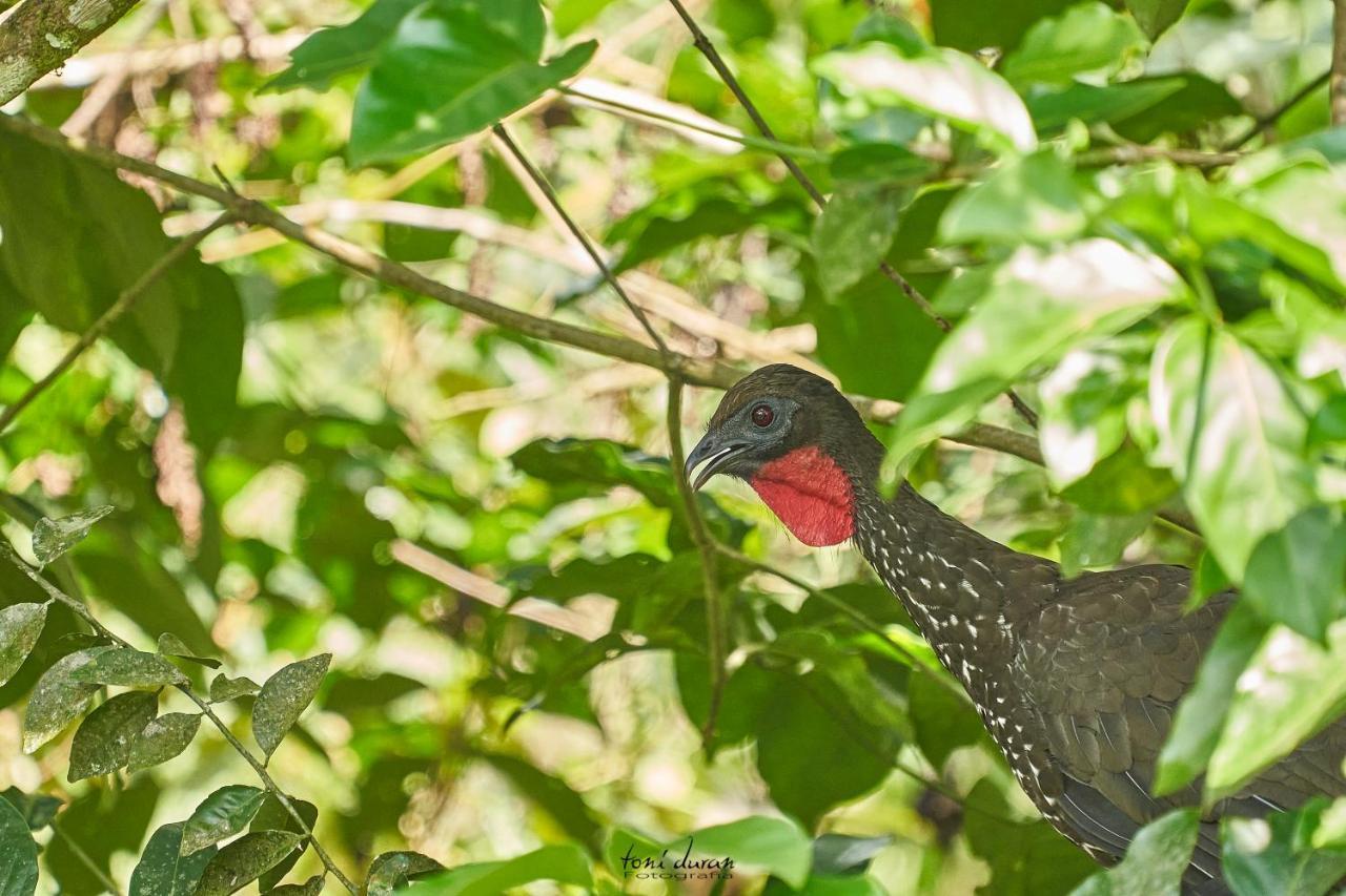 Birds & Breakfast Costa Rica Bed and Breakfast La Tigra  Εξωτερικό φωτογραφία