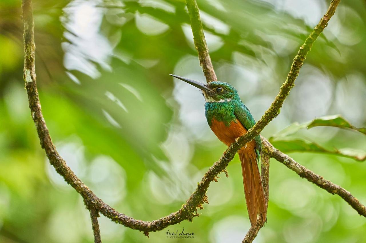 Birds & Breakfast Costa Rica Bed and Breakfast La Tigra  Εξωτερικό φωτογραφία