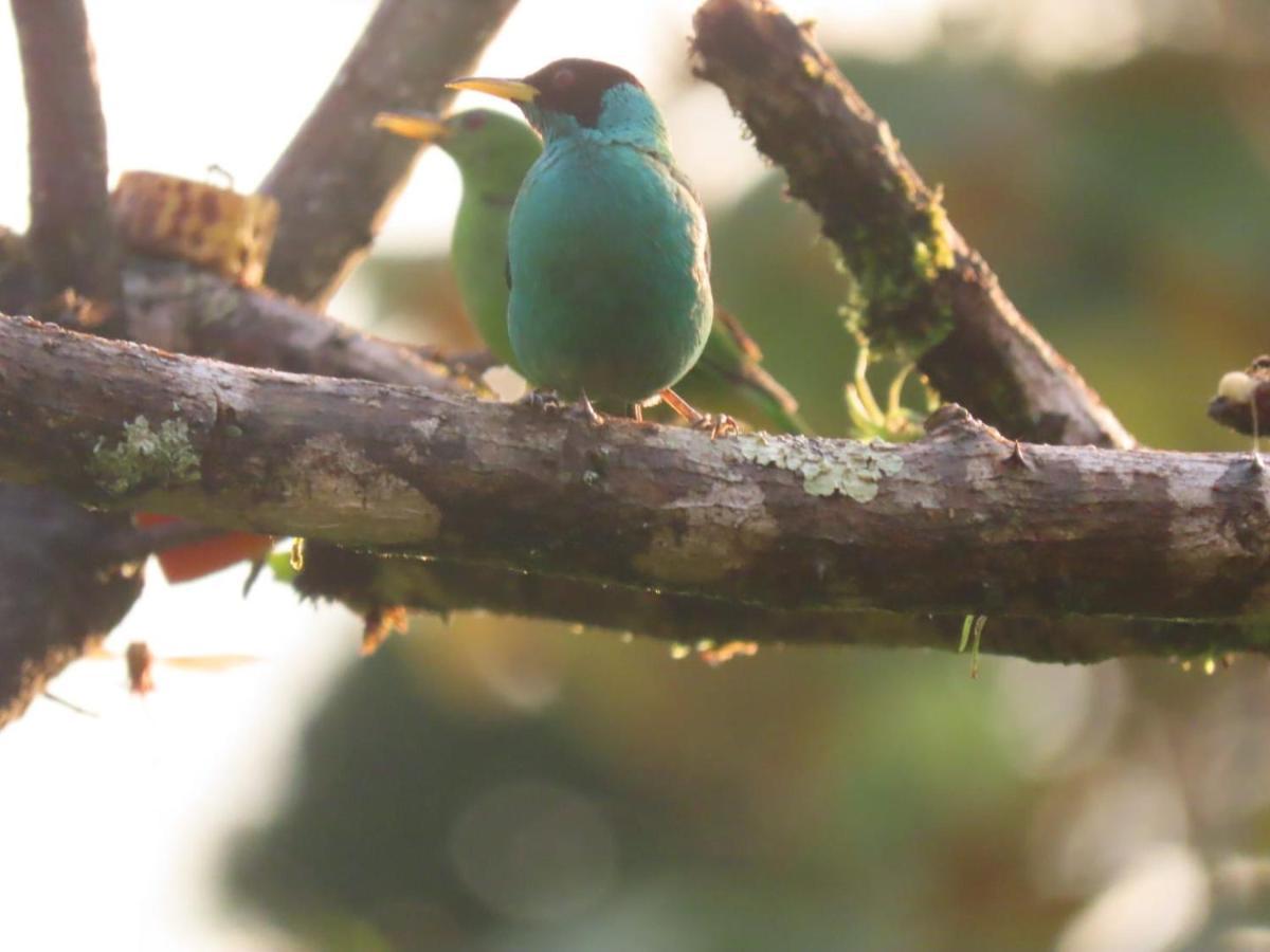 Birds & Breakfast Costa Rica Bed and Breakfast La Tigra  Εξωτερικό φωτογραφία