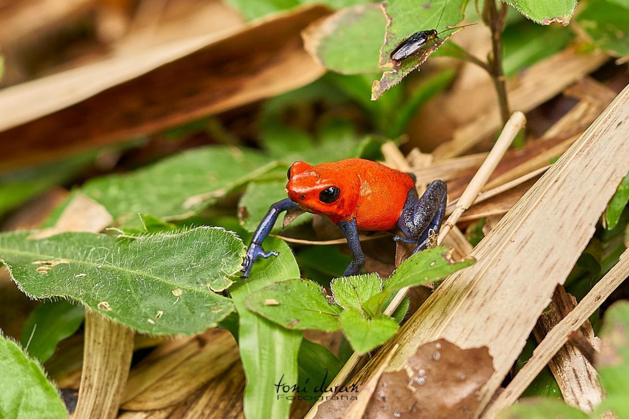 Birds & Breakfast Costa Rica Bed and Breakfast La Tigra  Εξωτερικό φωτογραφία