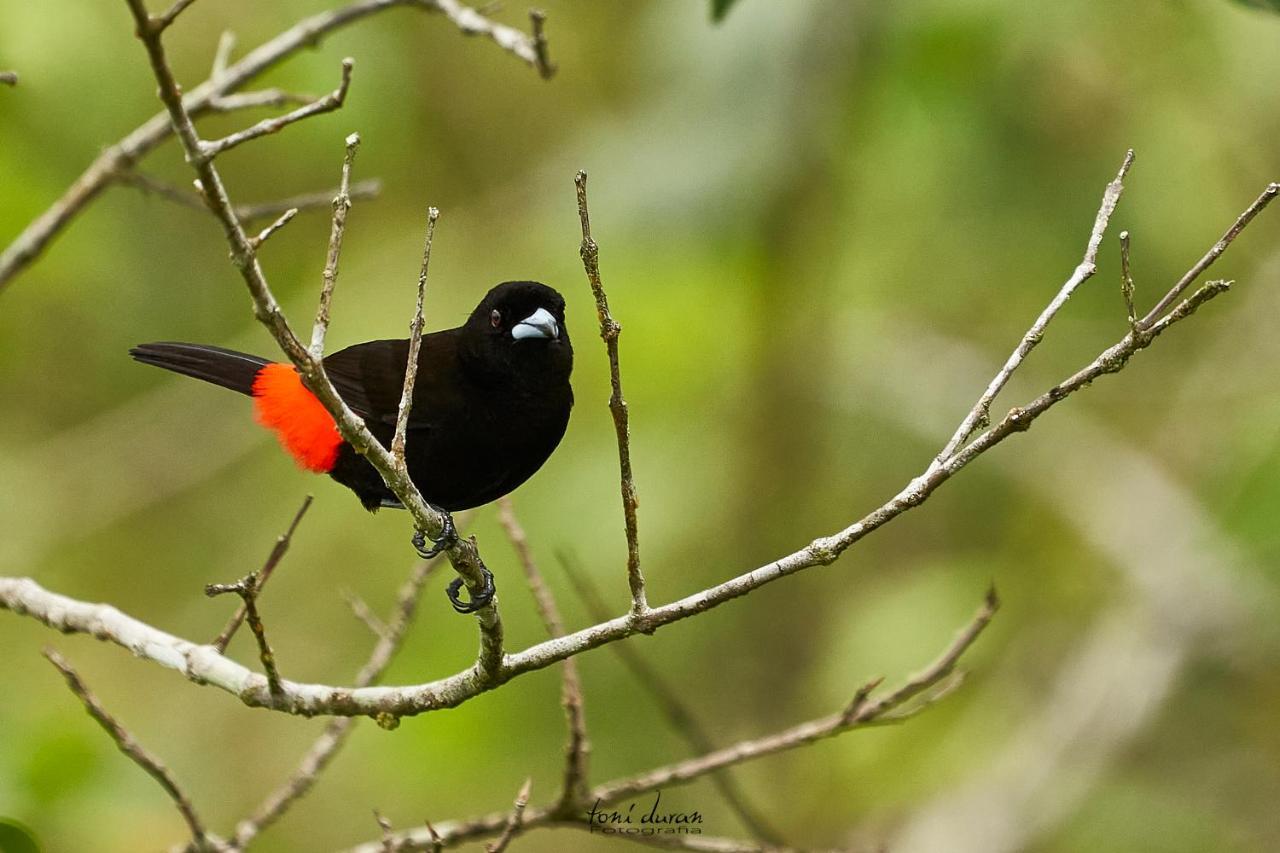 Birds & Breakfast Costa Rica Bed and Breakfast La Tigra  Εξωτερικό φωτογραφία