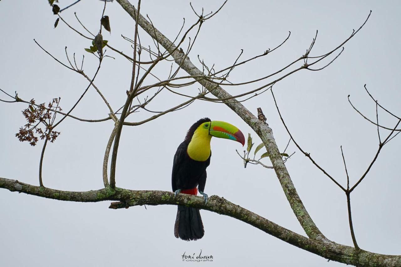 Birds & Breakfast Costa Rica Bed and Breakfast La Tigra  Εξωτερικό φωτογραφία