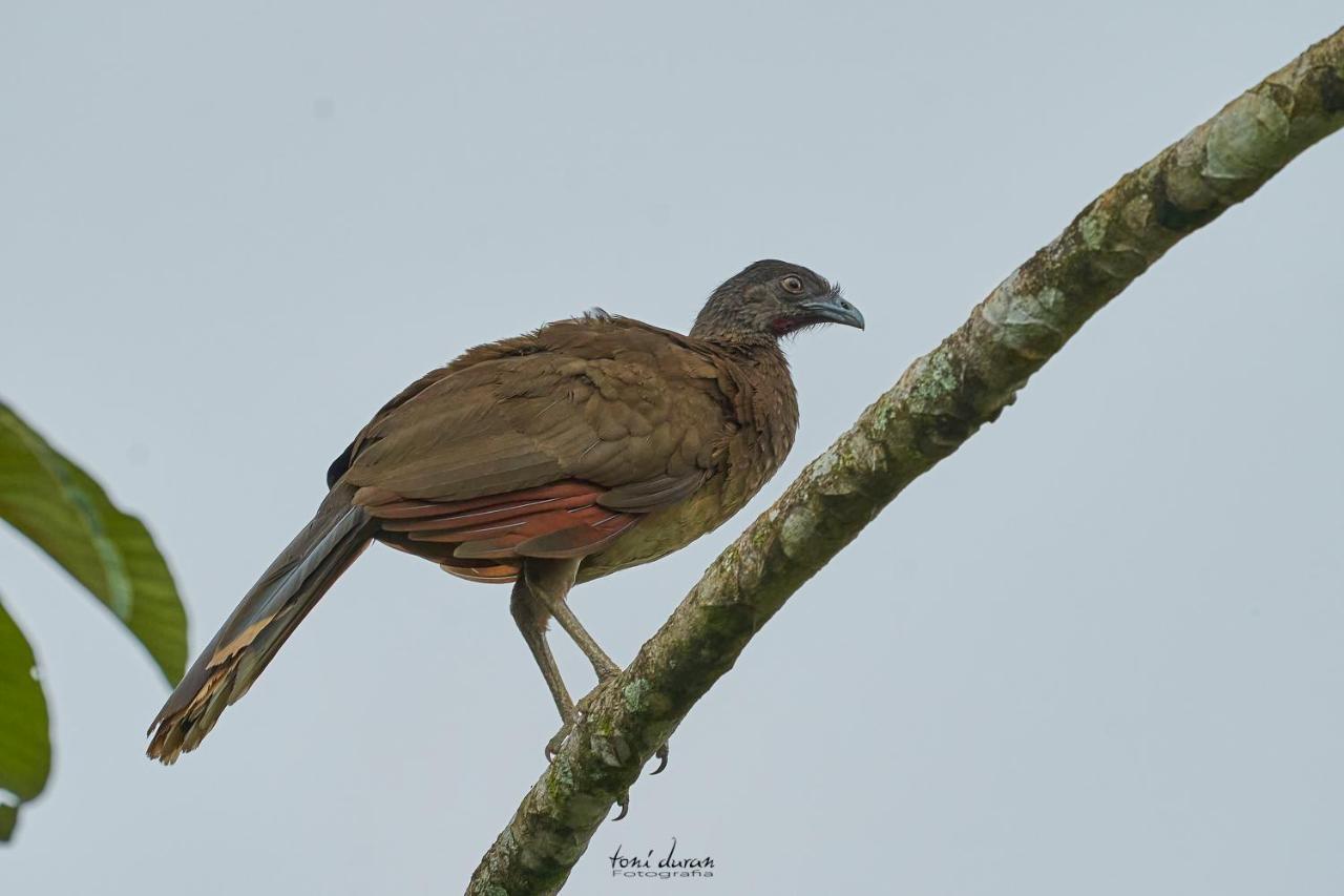 Birds & Breakfast Costa Rica Bed and Breakfast La Tigra  Εξωτερικό φωτογραφία
