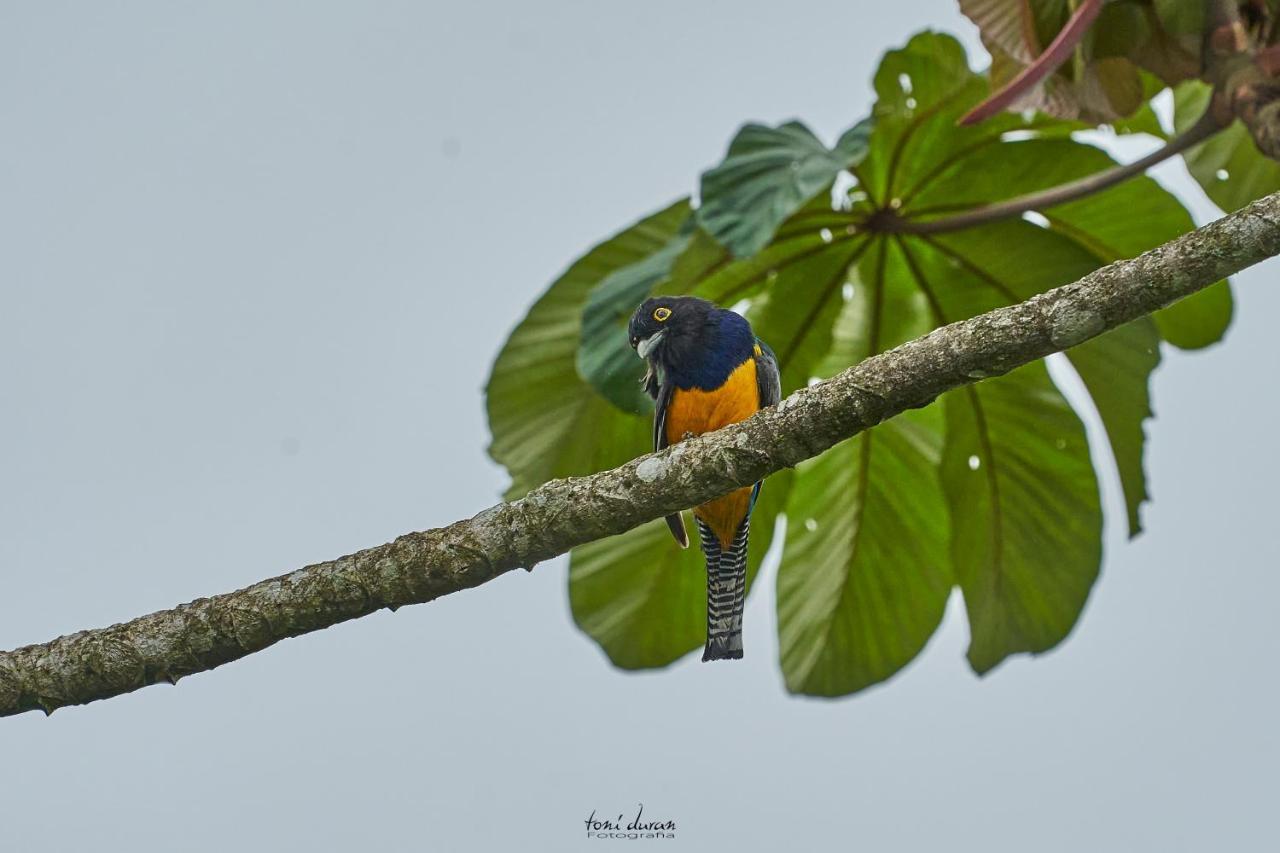 Birds & Breakfast Costa Rica Bed and Breakfast La Tigra  Εξωτερικό φωτογραφία
