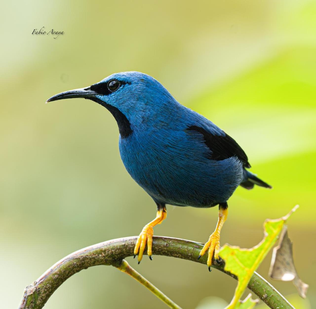 Birds & Breakfast Costa Rica Bed and Breakfast La Tigra  Εξωτερικό φωτογραφία